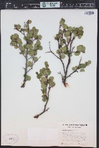 Betula glandulosa image