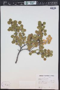 Betula glandulosa image