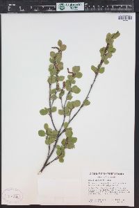 Betula glandulosa image