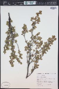 Betula glandulosa image