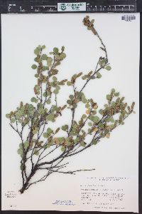 Betula glandulosa image