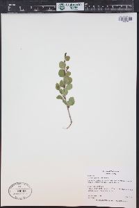 Betula glandulosa image