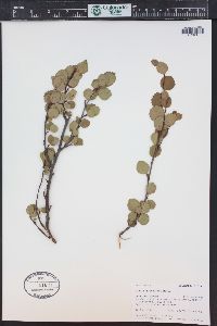 Betula glandulosa image