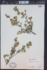 Betula glandulosa image