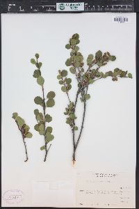 Betula glandulosa image