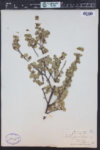 Betula glandulosa image