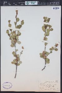 Betula glandulosa image