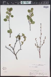 Betula glandulosa image