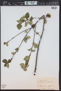 Betula occidentalis image