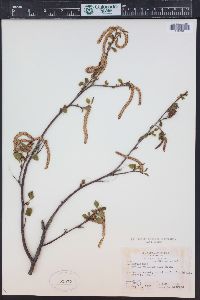 Betula occidentalis image