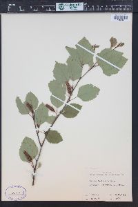 Betula occidentalis image