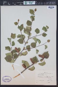 Betula occidentalis image