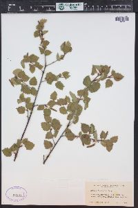 Betula occidentalis image