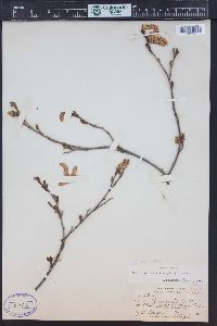 Betula occidentalis image