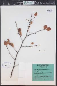 Betula occidentalis image