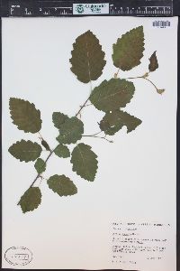 Corylus cornuta image