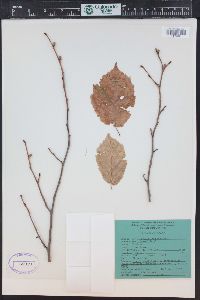 Corylus cornuta image