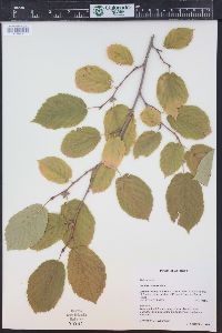 Corylus cornuta image