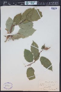 Corylus cornuta image