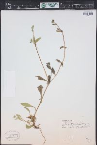 Asperugo procumbens image