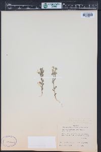 Cryptantha ambigua image