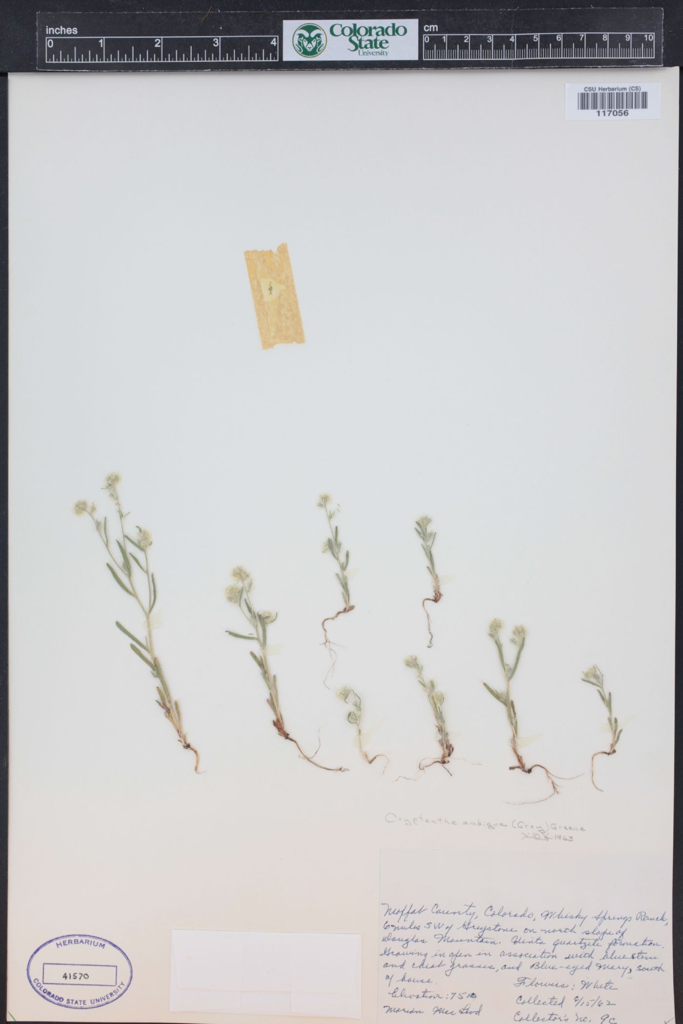 Cryptantha ambigua image