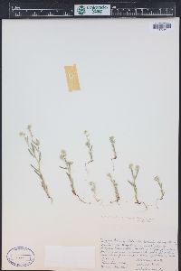 Cryptantha ambigua image