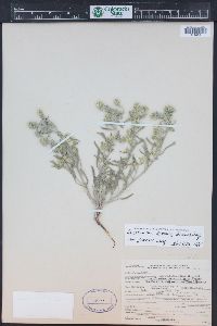 Oreocarya suffruticosa image