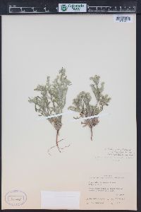 Cryptantha fendleri image