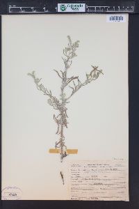 Cryptantha fendleri image