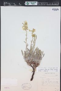 Oreocarya flava image