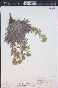 Oreocarya flavoculata image