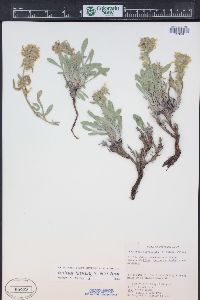 Oreocarya flavoculata image