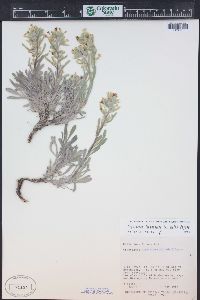 Oreocarya flavoculata image