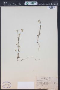 Cryptantha gracilis image