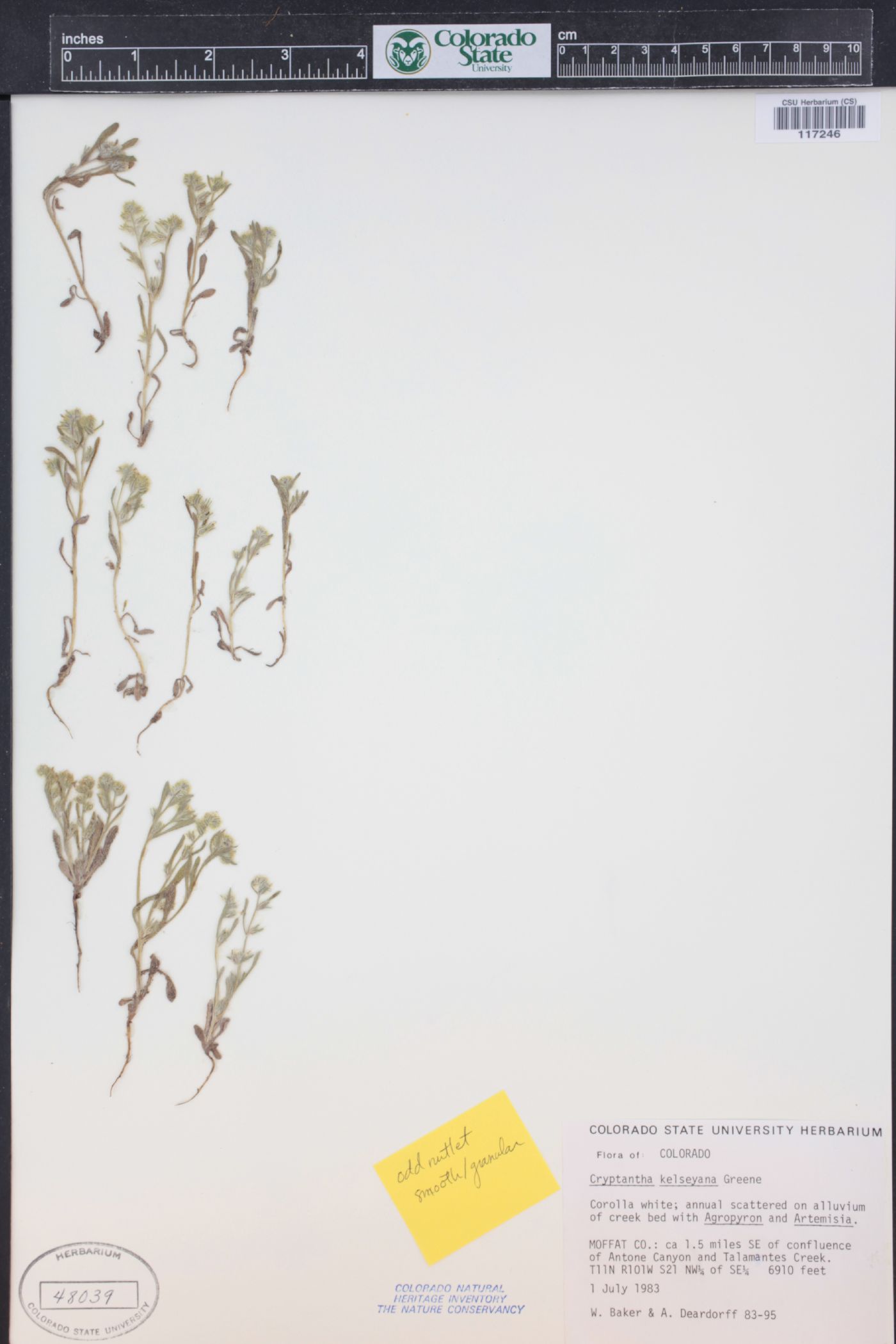 Cryptantha kelseyana image