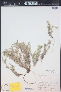 Cryptantha kelseyana image