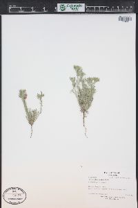 Cryptantha minima image