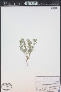 Cryptantha minima image