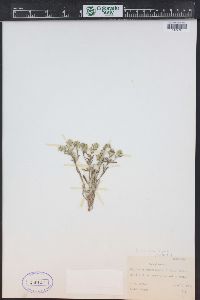 Cryptantha minima image