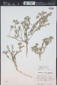 Cryptantha minima image