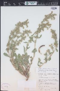 Cryptantha sericea image