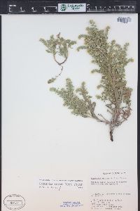 Cryptantha sericea image