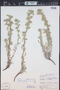 Cryptantha sericea image