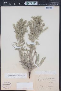 Oreocarya thyrsiflora image