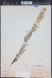 Oreocarya virgata image