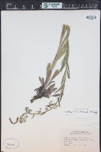 Hackelia floribunda image