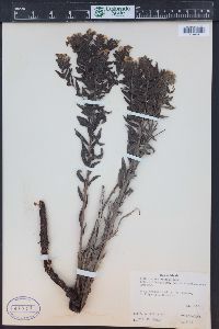 Lithospermum caroliniense var. croceum image