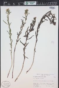 Lithospermum multiflorum image