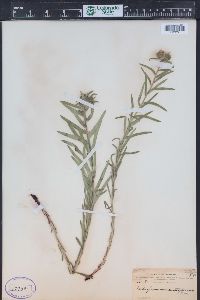 Lithospermum multiflorum image